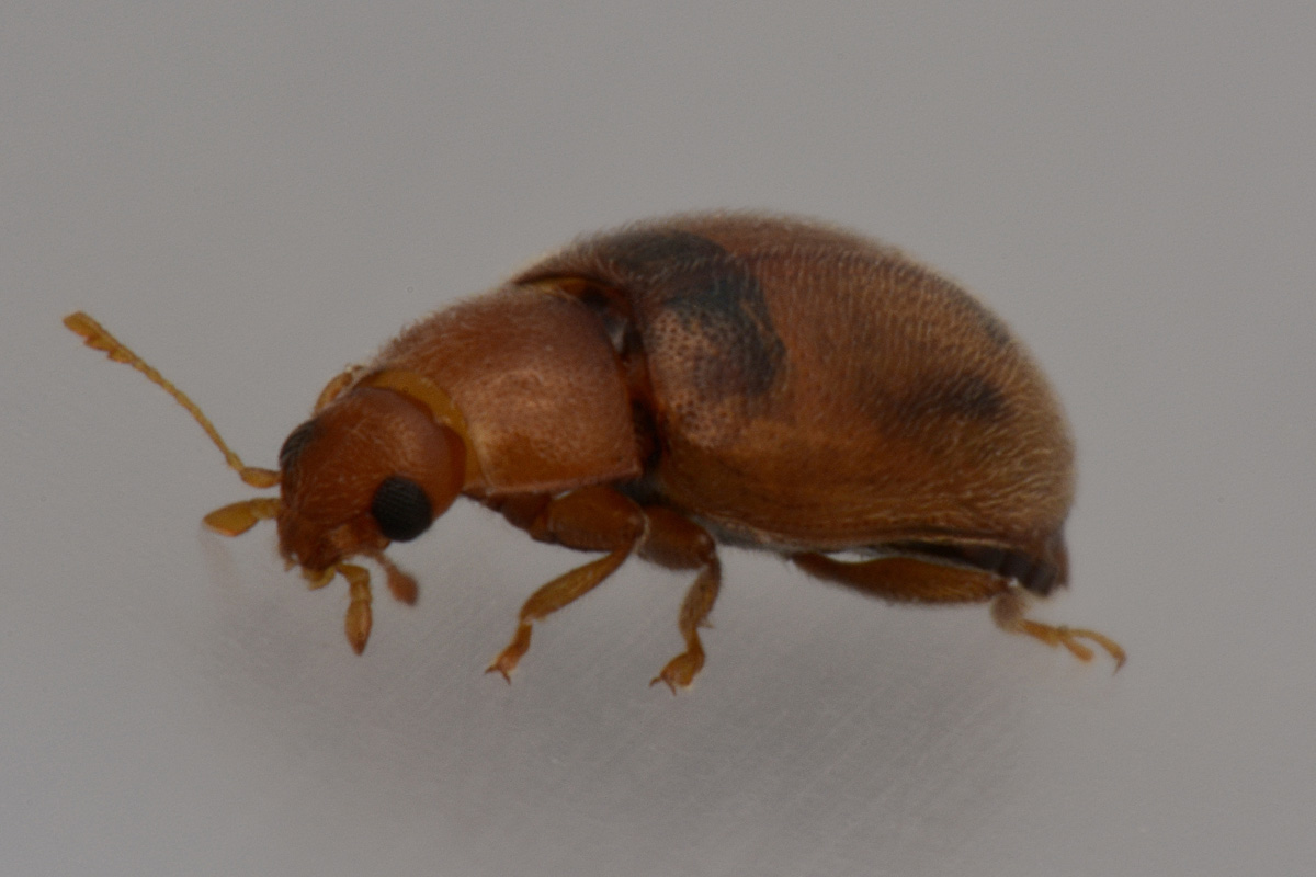 Coccinellidae: Rhyzobius cfr. litura